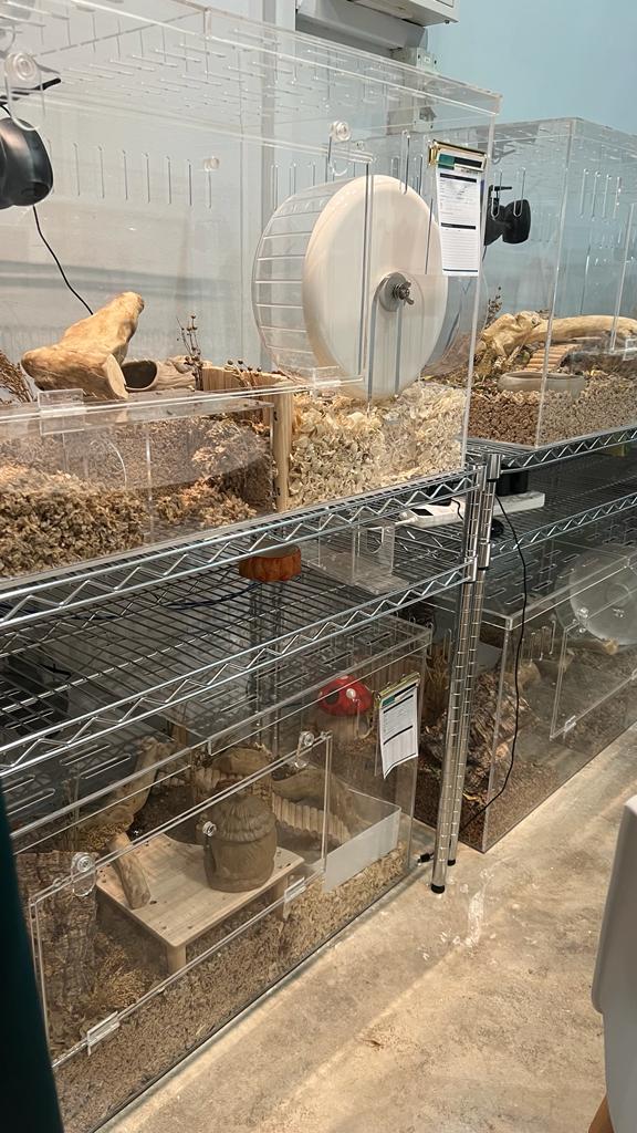 INSTOCK Clear Acrylic Tanks for hamsters (Ready to deliver)