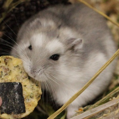 Chicken and Pumpkin Onigiri