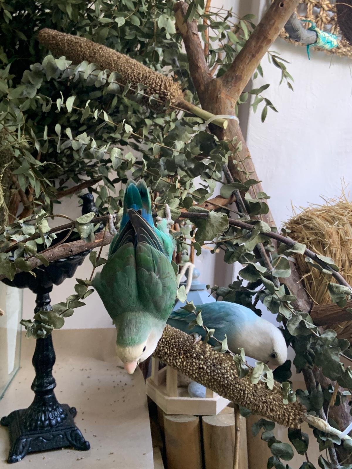 Organic Pearl Millet Sprays