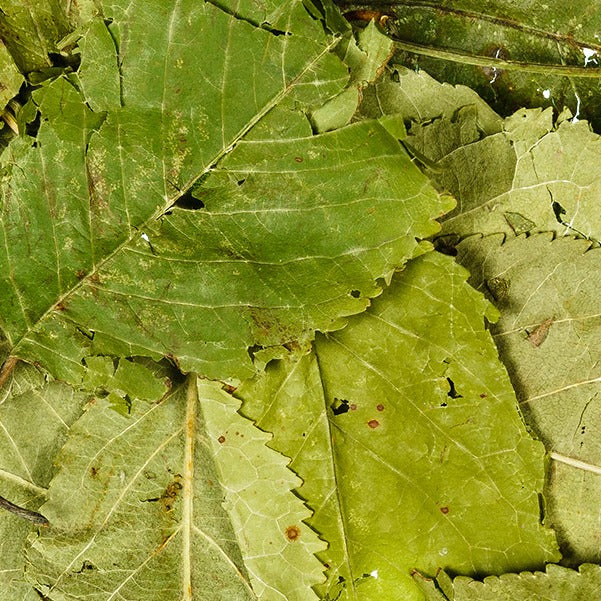 Apple Leaves