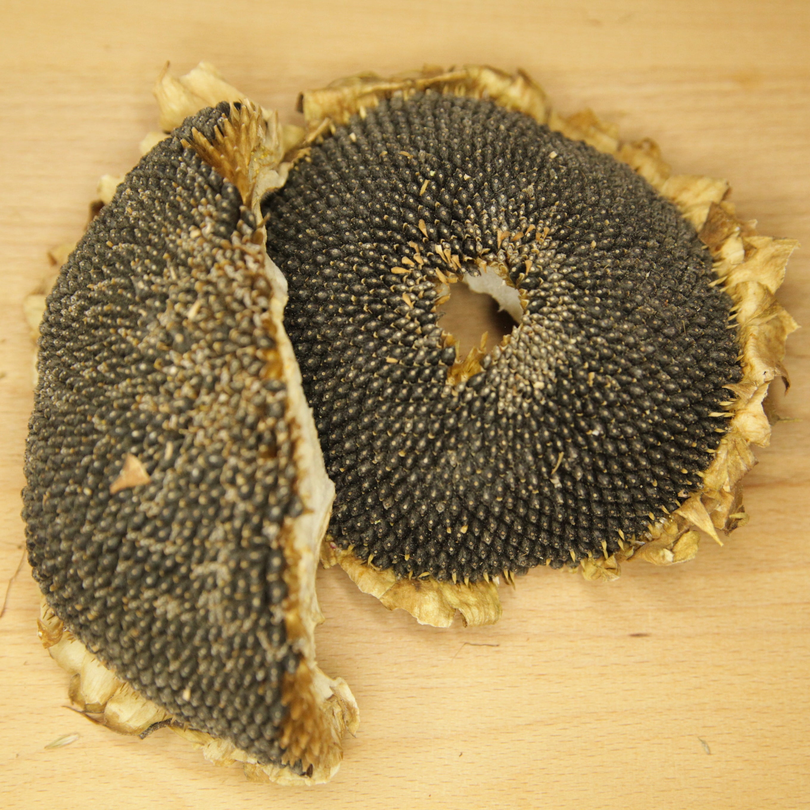 Dried sunflower heads bulk rodent and bird supplies Fatpouches