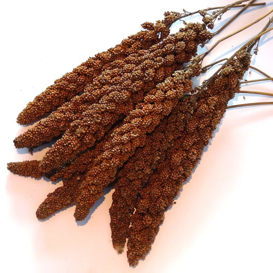 Organic Red Piston Millet Spray