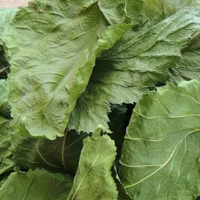 Mulberry Leaves