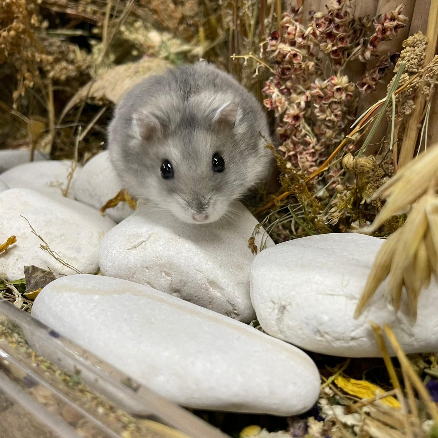 White Pebbles