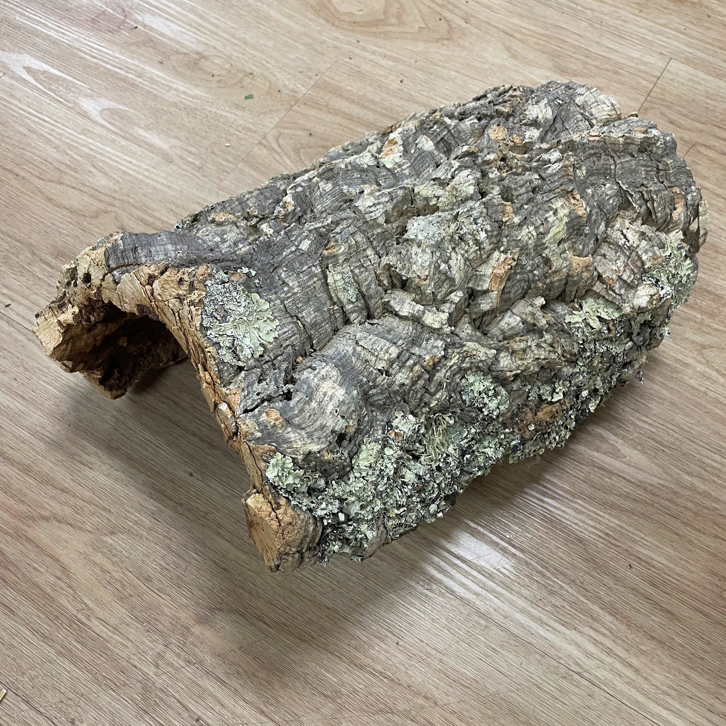 Medium Cork Half