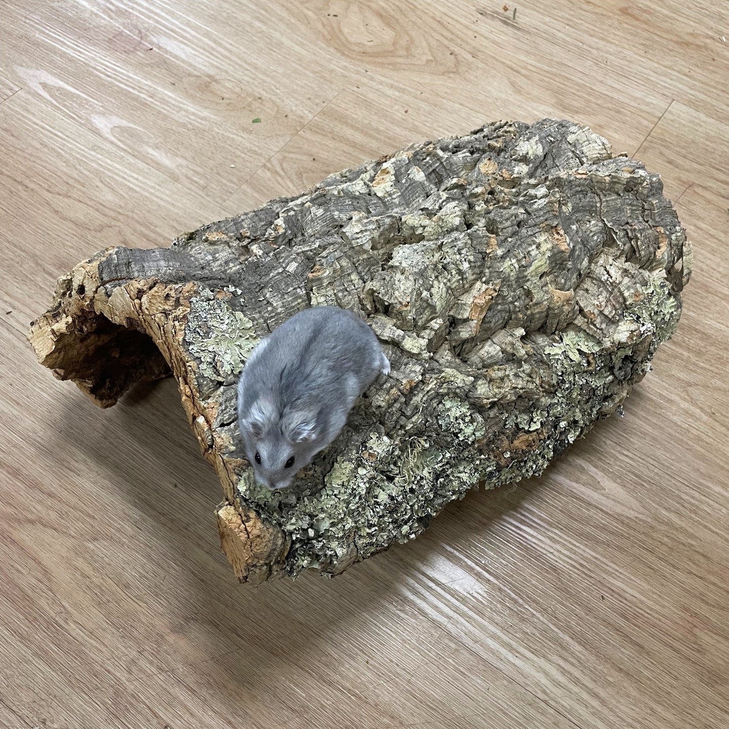 Medium Cork Half