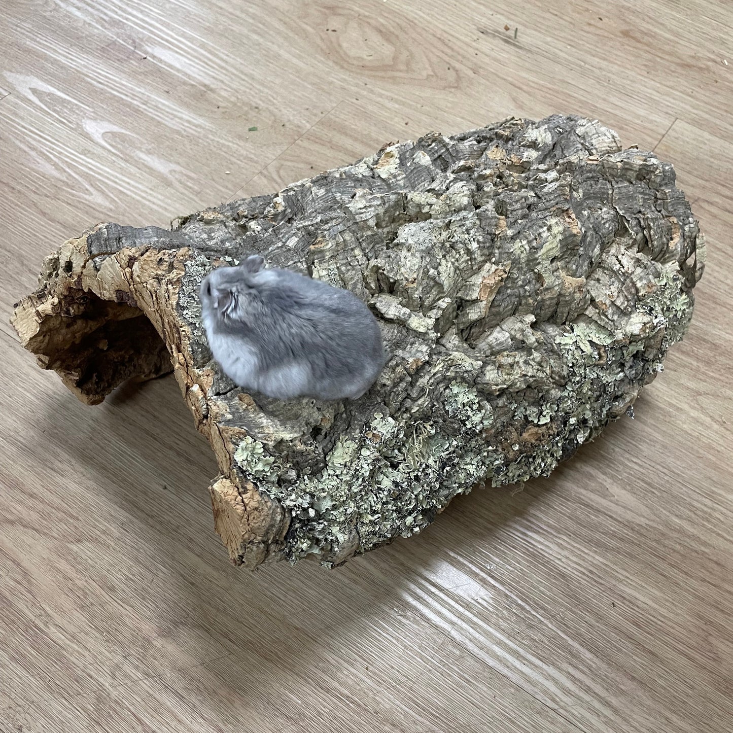 Medium Cork Half