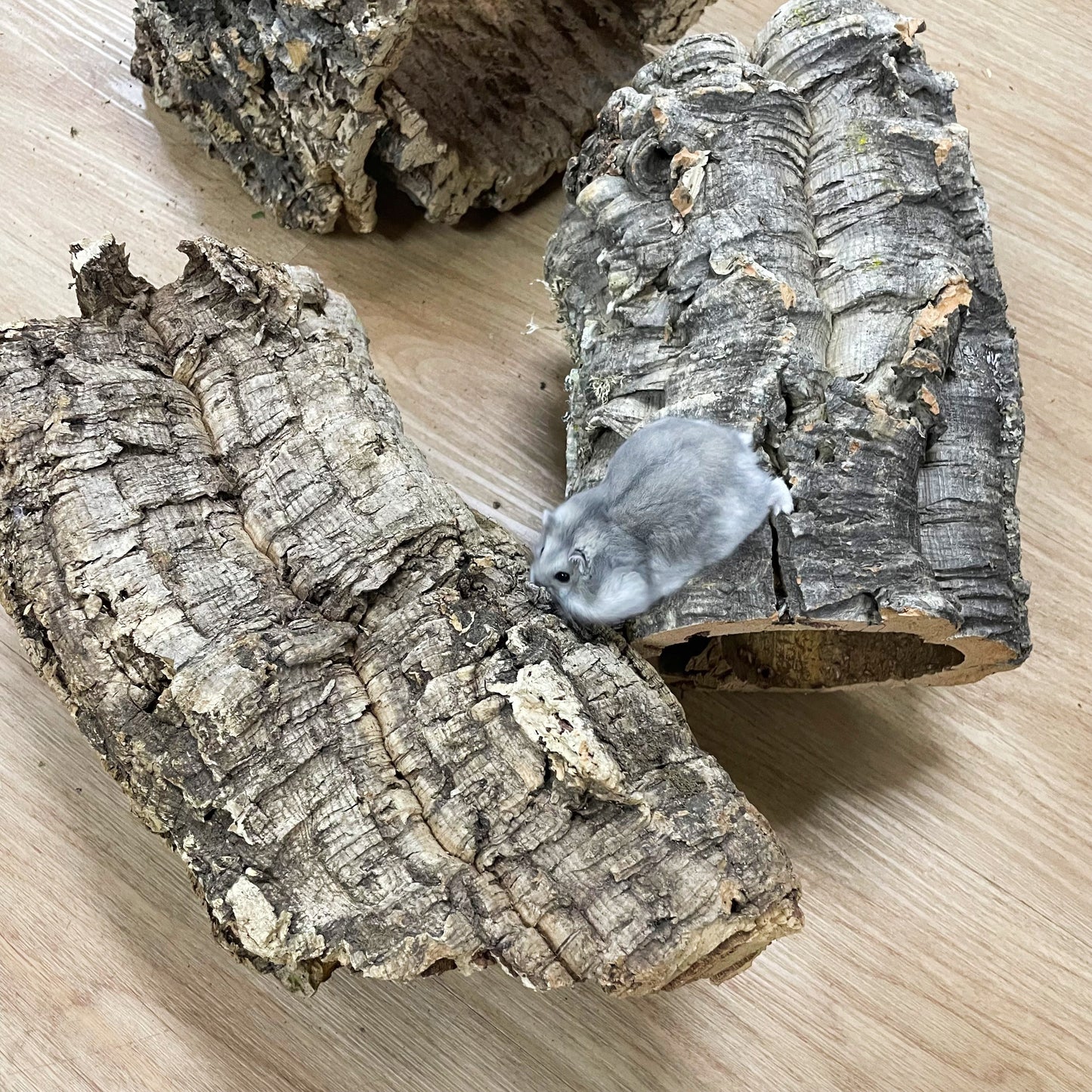 Medium Cork Log (FREE RANDOM WOOD DECOR WITH PURCHASE)