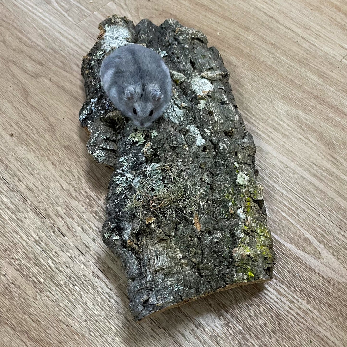 Medium Cork Flat