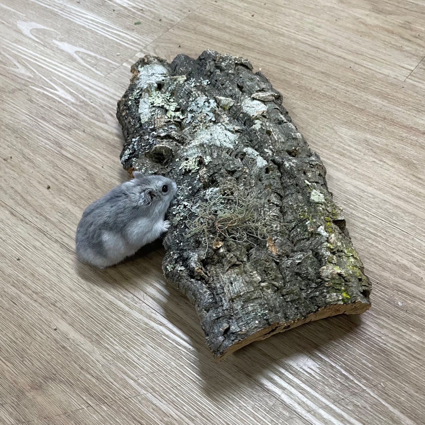 Medium Cork Flat