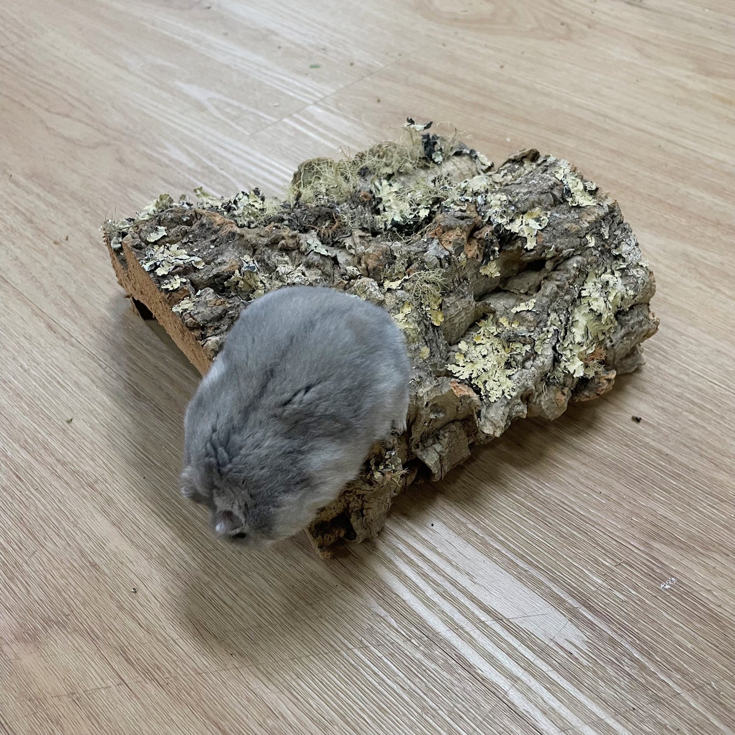 Small Cork Half