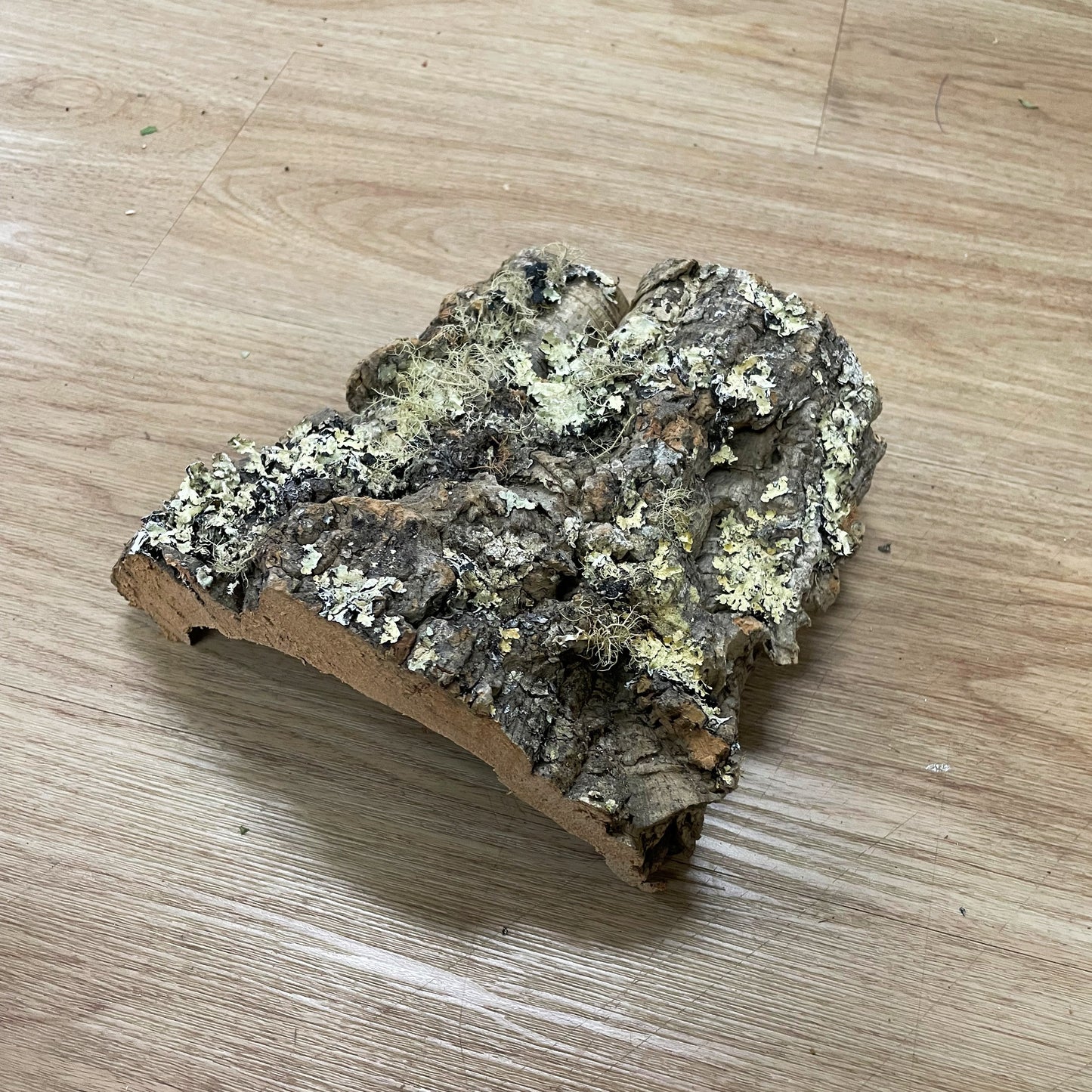 Small Cork Half