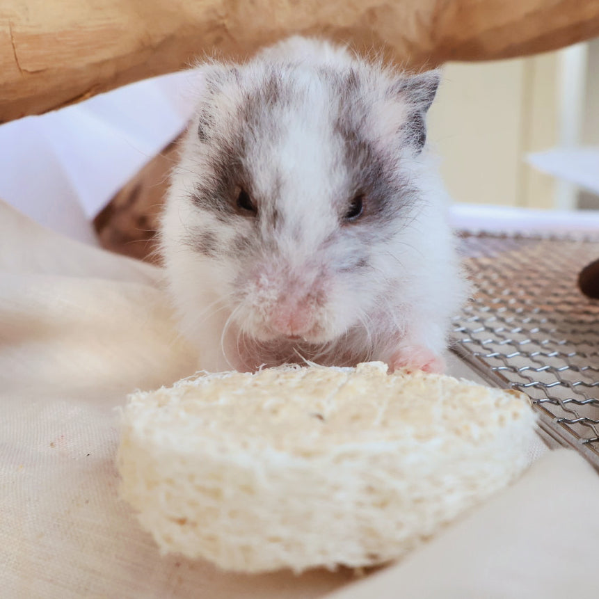 Goat Yogurt Loofah