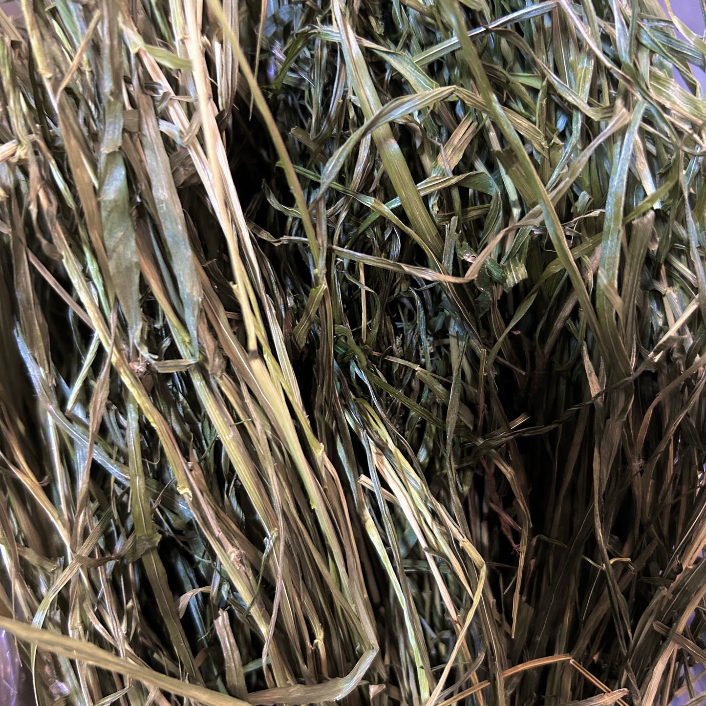 Dehydrated Ryegrass