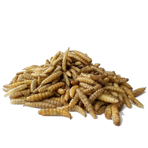 Dried black soldier fly larvae