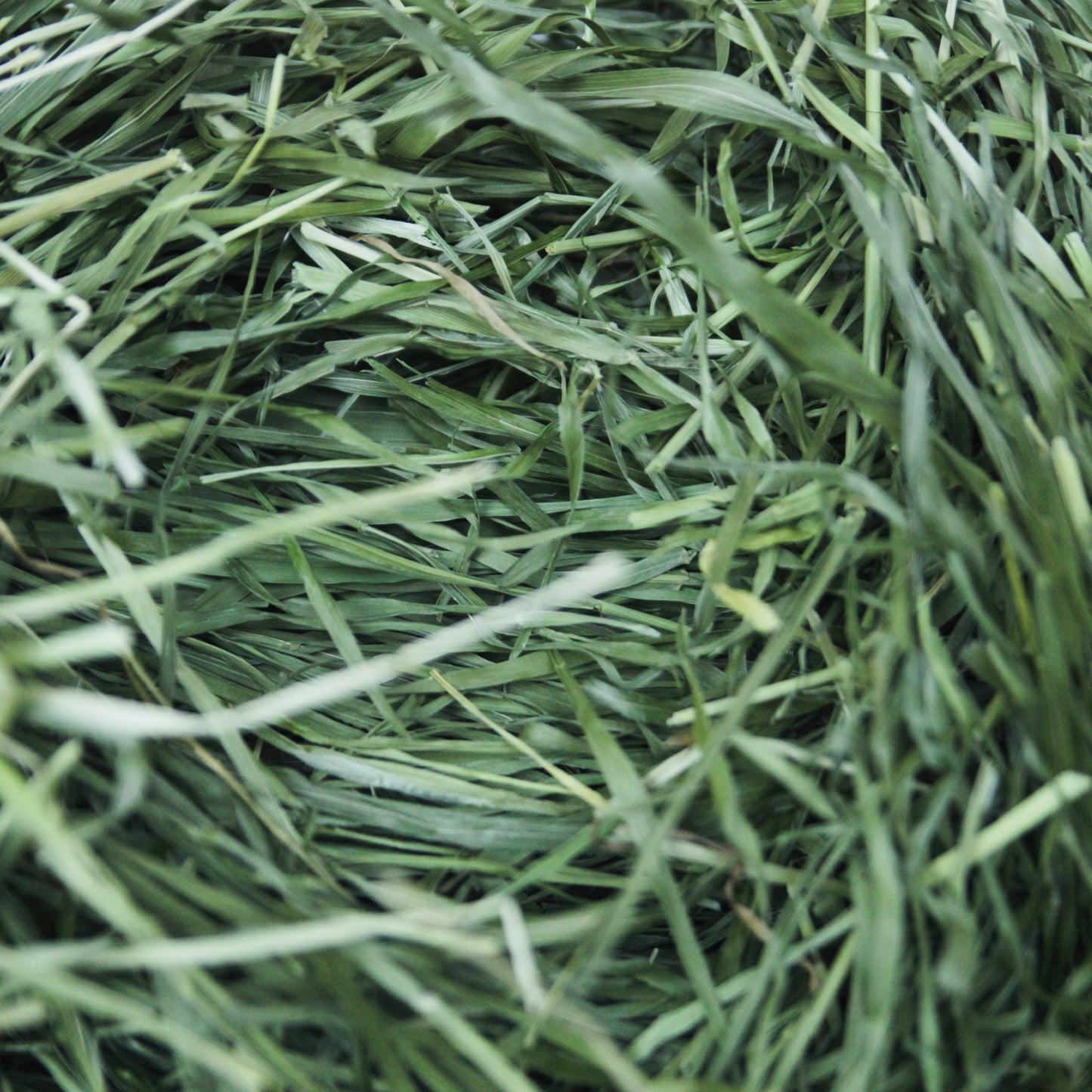 Premium Dehydrated Second-Cut Timothy Hay