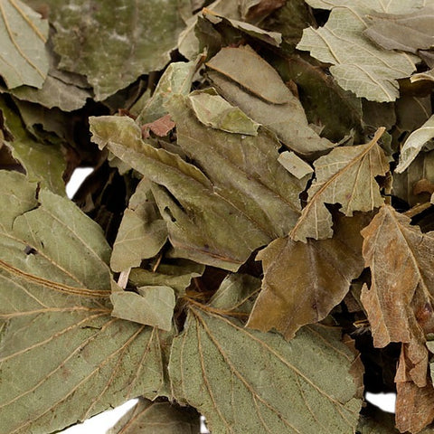 Hazelnut Leaves