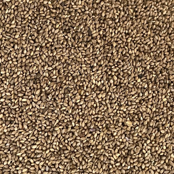 Organic Foniopaddy (Bird seed for birds)
