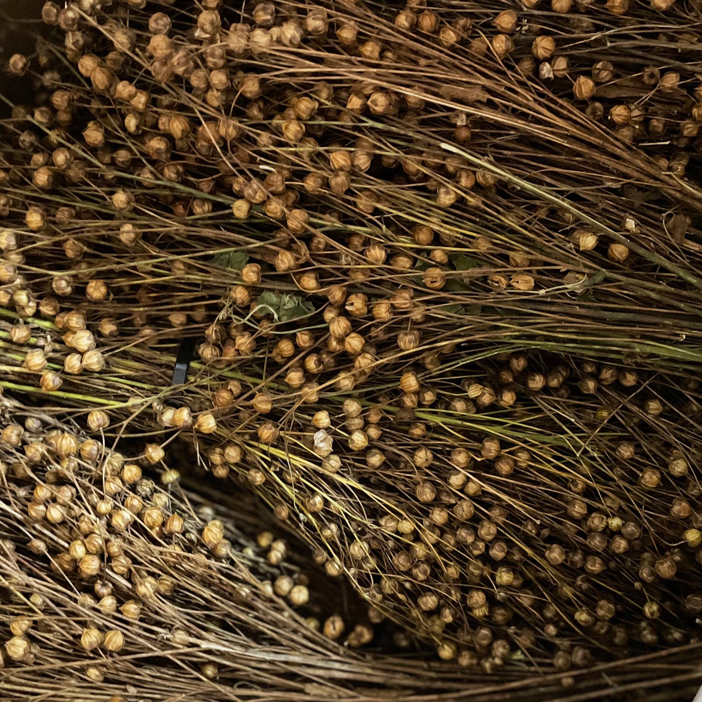 Organic Flax Stalks