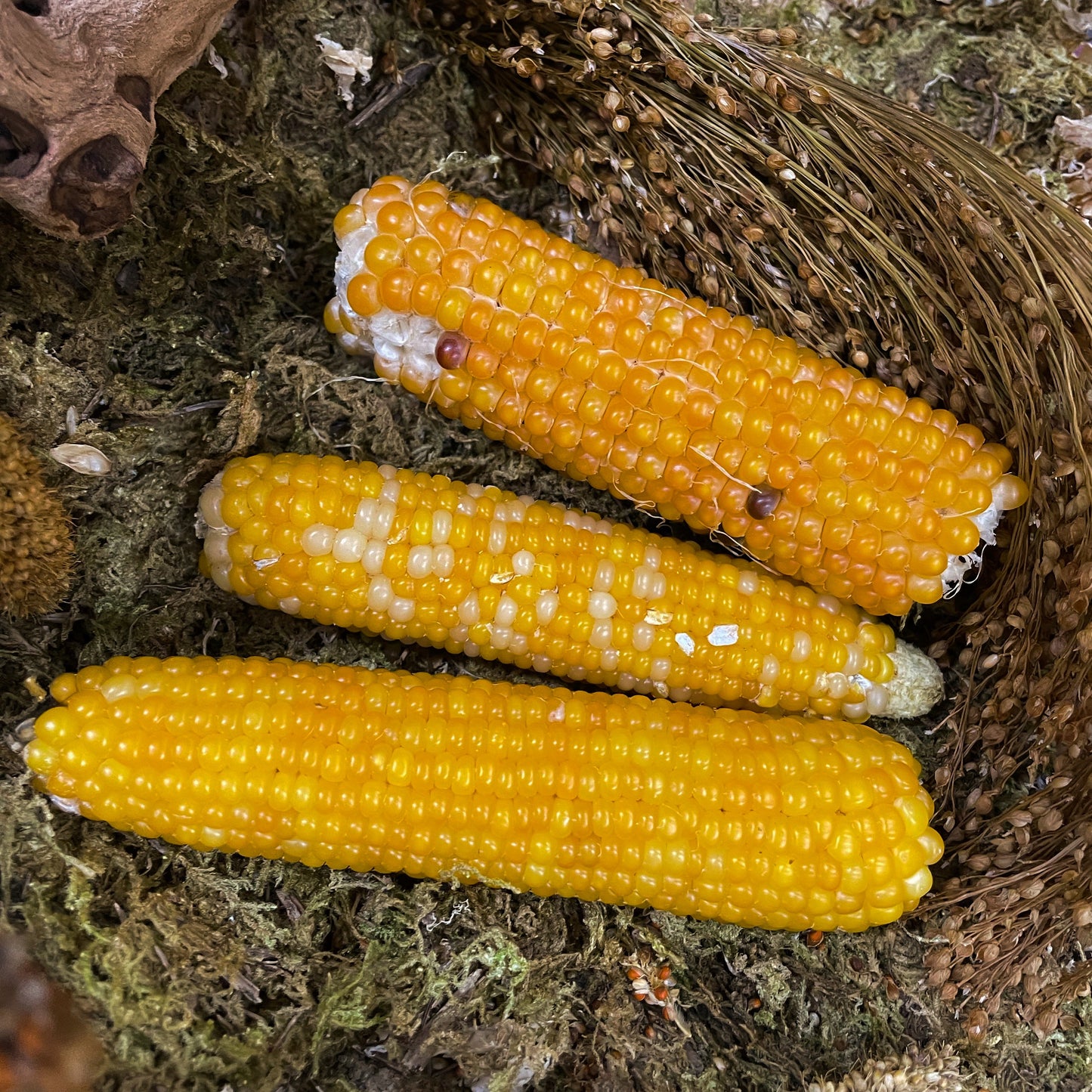 Yellow Corn Cobs