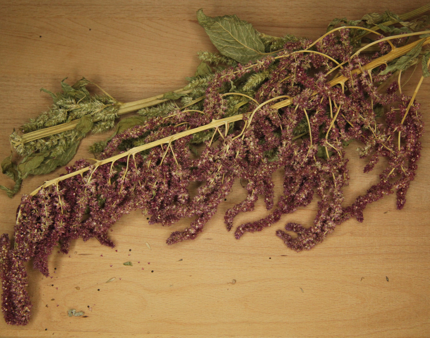 Organic Amaranth Sprays (purple