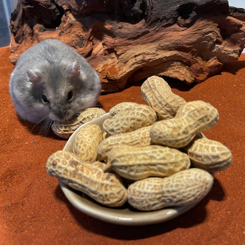 Peanuts In Shell