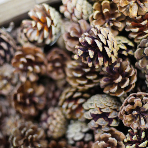 Pine Cones Decor (8pc med-large)