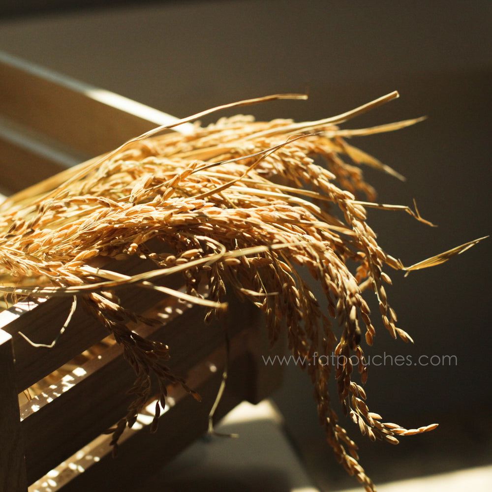 Paddy Rice Stalks