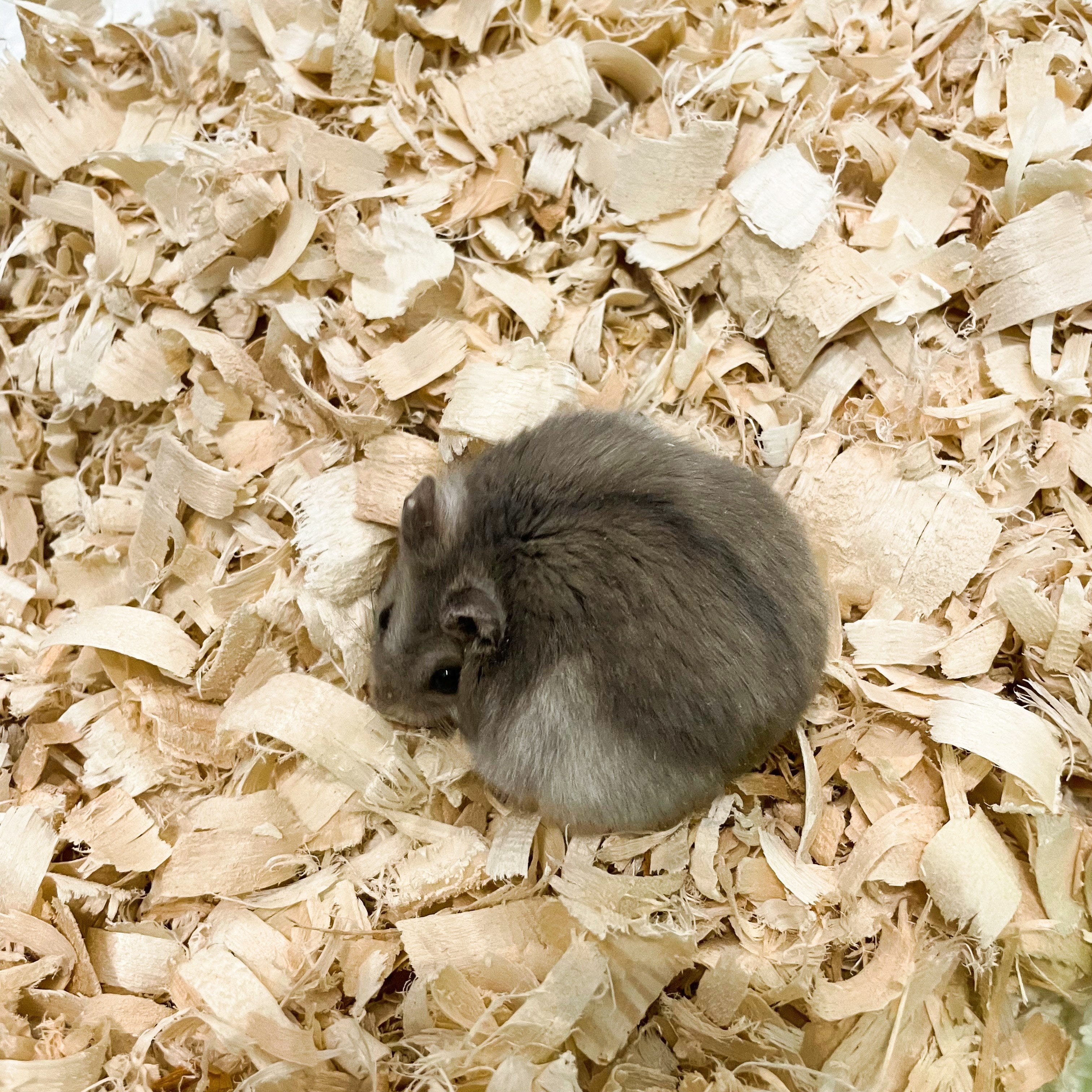 Aspen for outlet hamsters