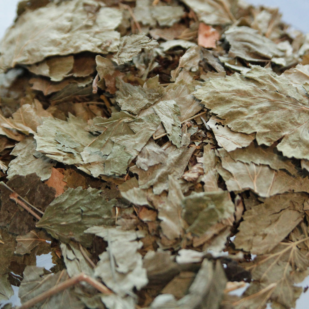 Currant Leaves