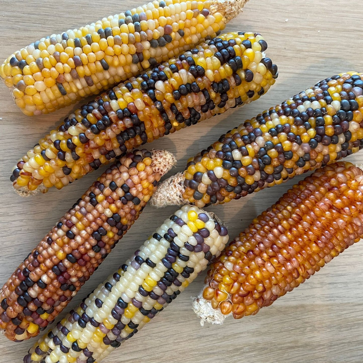 Mini Rainbow Corn Cobs