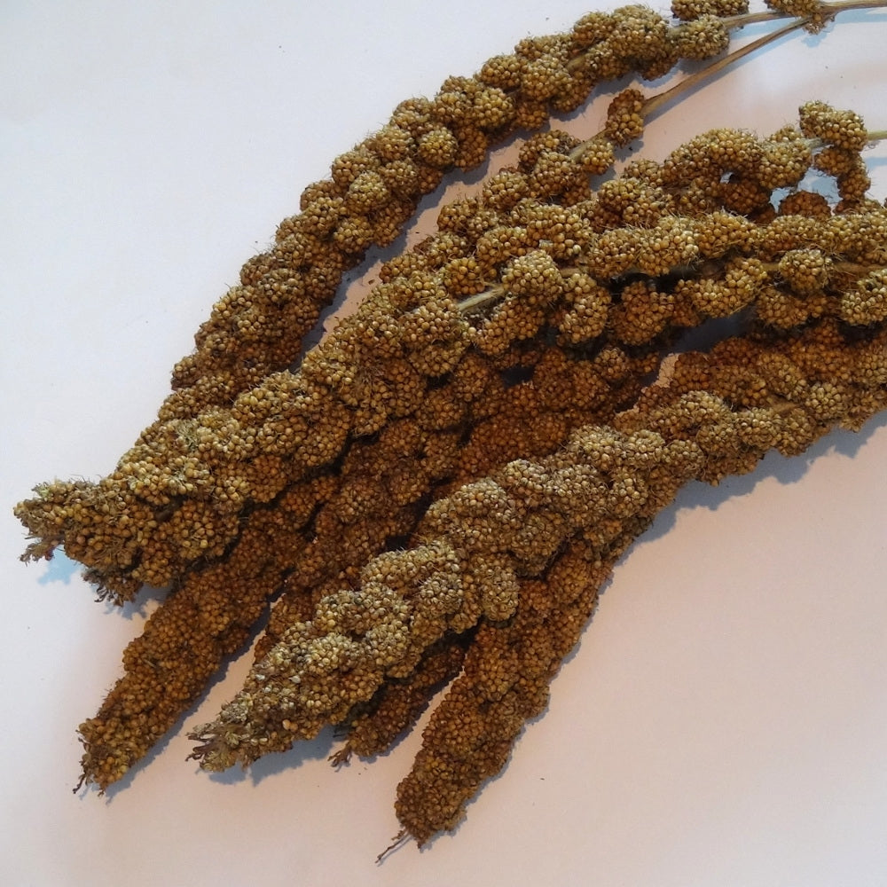 Organic Yellow Piston Millet Spray