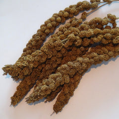 Organic Yellow Piston Millet Spray