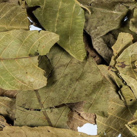 Walnut Leaves