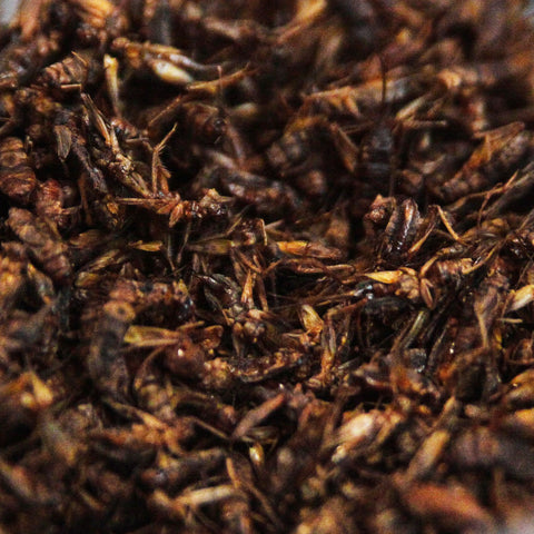 Dehydrated small crickets