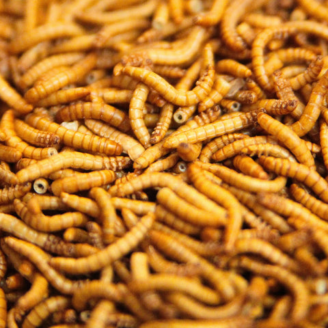 Freeze dried mealworms