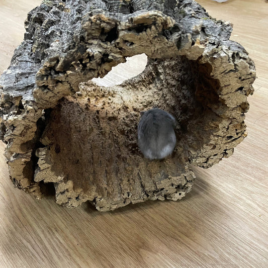 Large Cork Log (FREE RANDOM WOOD DECOR WITH PURCHASE)