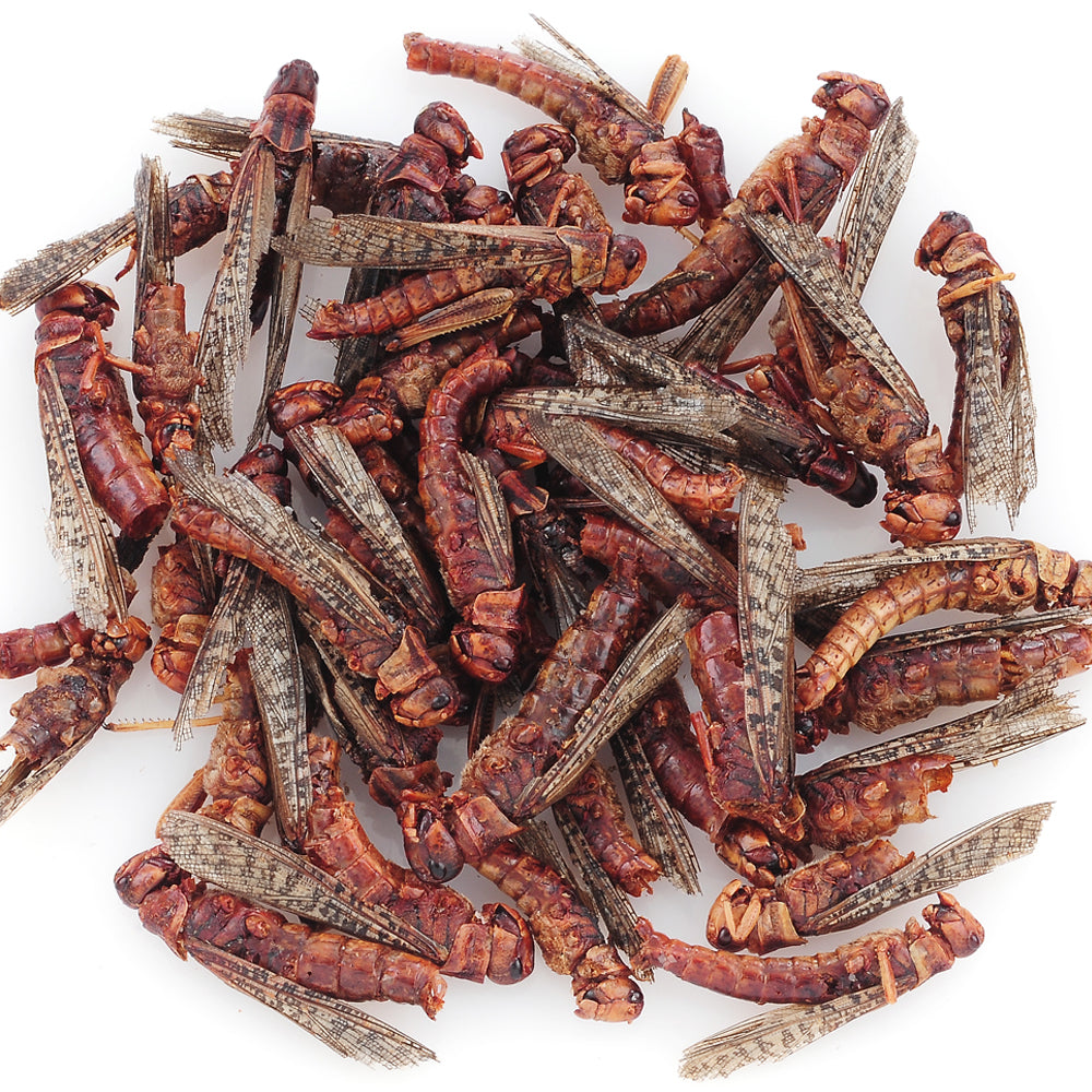 Dried Locusts