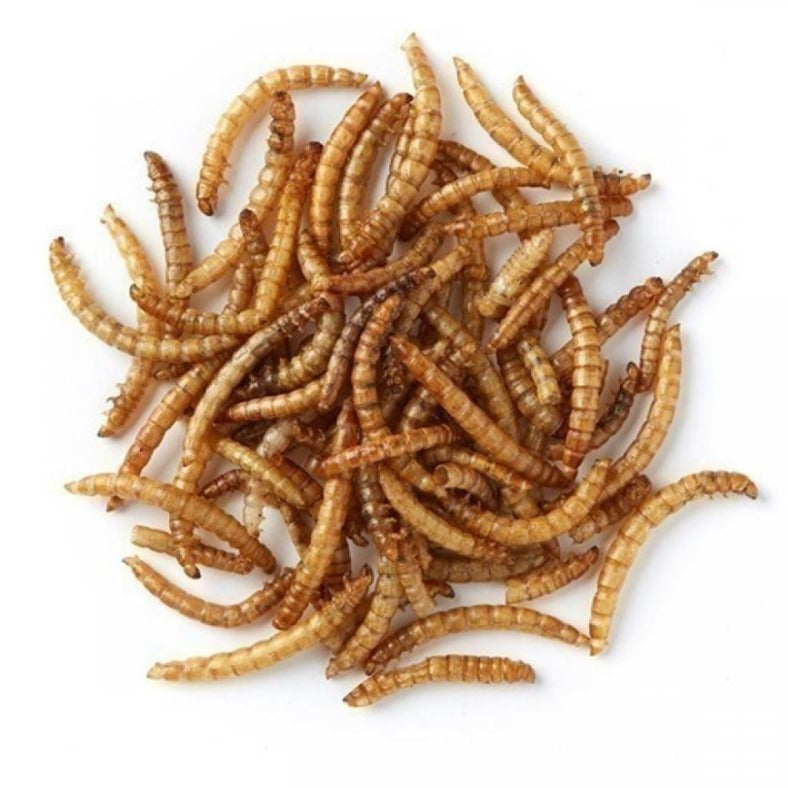 Non-GMO Dried Mealworms (dehydrated)