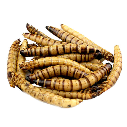 Dried Superworm