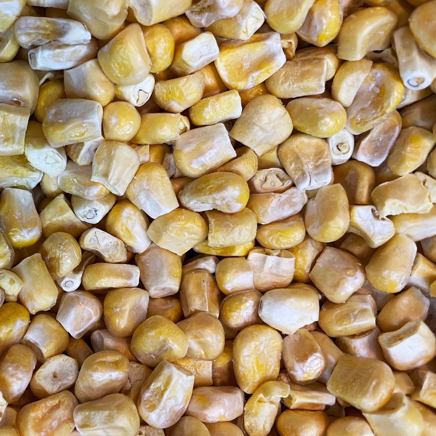 Freeze Dried Corn Kernels